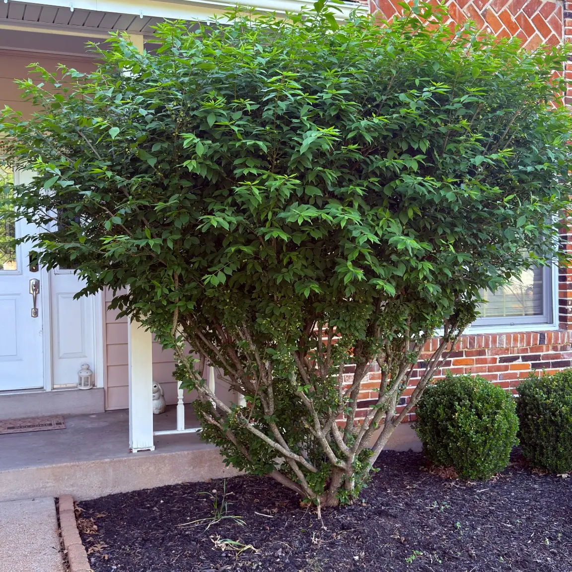 Overgrown front-yard hedge before trimming